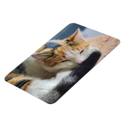 Schlafen Calico Cat Magnet (Linke Seite)