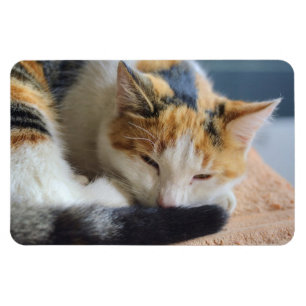 Schlafen Calico Cat Magnet