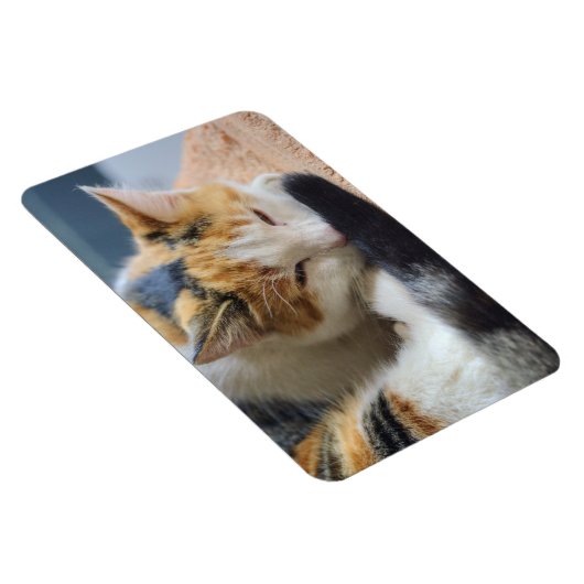 Schlafen Calico Cat Magnet (Rechte Seite)