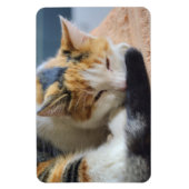 Schlafen Calico Cat Magnet (Vertikal)
