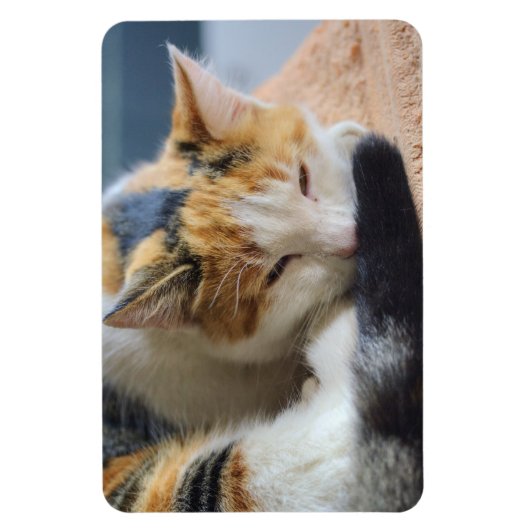 Schlafen Calico Cat Magnet (Vertikal)