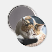 Schlafen Calico Cat Magnet (Vorderseite/Rückseite)
