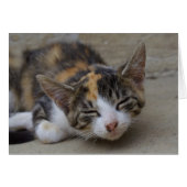 Schlafen Calico Kitten (Vorderseite (Horizontal))