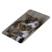 Schlafen Calico Kitten Magnet (Linke Seite)