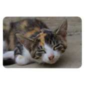 Schlafen Calico Kitten Magnet (Horizontal)