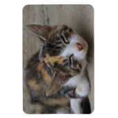 Schlafen Calico Kitten Magnet (Vertikal)