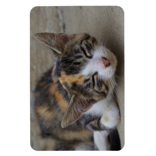 Schlafen Calico Kitten Magnet (Vertikal)