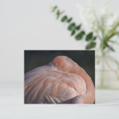 Schlafen Flamingo Postcard Postkarte (Stehend Vorderseite)