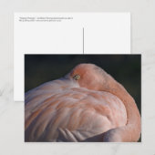 Schlafen Flamingo Postcard Postkarte (Vorne/Hinten)