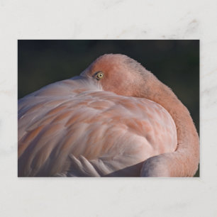 Schlafen Flamingo Postcard Postkarte