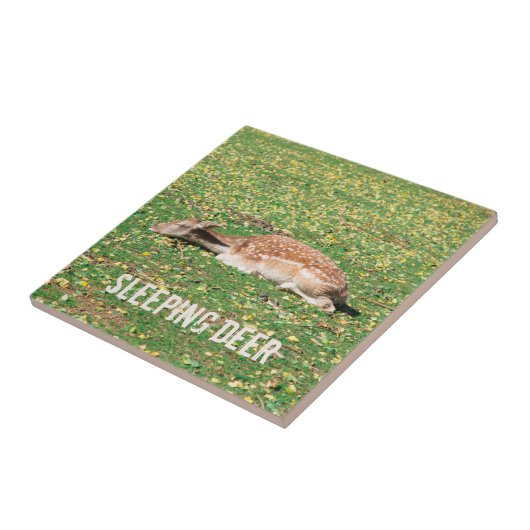 Schlafen Hirsch im Winterschlaf auf der Wiese im H Fliese (Seite)