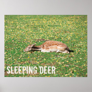 Schlafen Hirsch im Winterschlaf auf der Wiese im H Poster