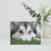 Schlafen Husky Postcard Postkarte (Stehend Vorderseite)