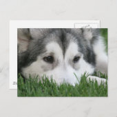 Schlafen Husky Postcard Postkarte (Vorne/Hinten)