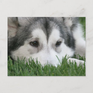 Schlafen Husky Postcard Postkarte