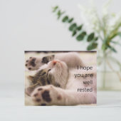 Schlafen Kitten Student Begrüßungskarten Postkarte (Stehend Vorderseite)