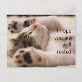Schlafen Kitten Student Begrüßungskarten Postkarte (Vorderseite)