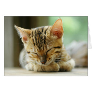 Schlafen Kleine Baby Kitty