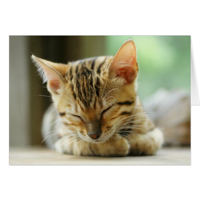 Schlafen Kleine Baby Kitty (Vorderseite (Horizontal))