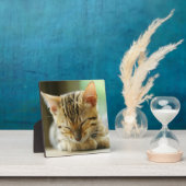 Schlafen Kleine Baby Kitty Fotoplatte (InSitu)
