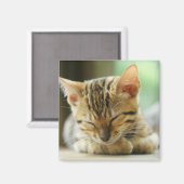 Schlafen Kleine Baby Kitty Magnet (Vorderseite/Rückseite)