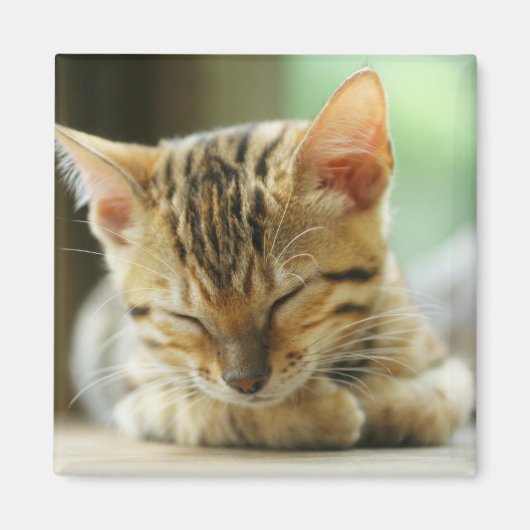 Schlafen Kleine Baby Kitty Magnet (Vorne)
