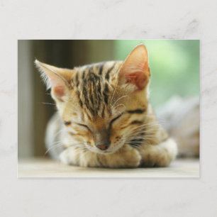 Schlafen Kleine Baby Kitty Postkarte
