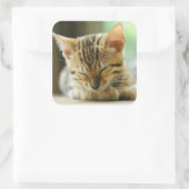 Schlafen Kleine Baby Kitty Quadratischer Aufkleber (Tasche)