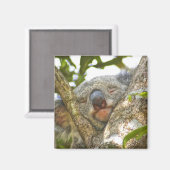 Schlafen Koala Bear Magnet (Vorderseite/Rückseite)