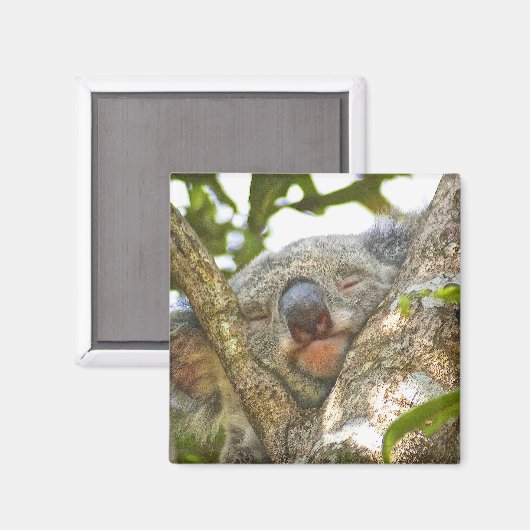 Schlafen Koala Bear Magnet (Vorderseite/Rückseite)