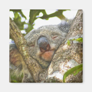 Schlafen Koala Bear Magnet