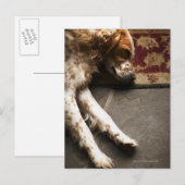 Schlafen Llewelyn Setter Postkarte (Vorne/Hinten)