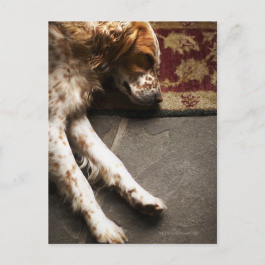 Schlafen Llewelyn Setter Postkarte (Vorderseite)