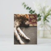 Schlafen Llewelyn Setter Postkarte (Stehend Vorderseite)