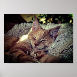 Schlafen Maine Coon Cat auf dem Sofa Poster