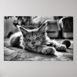 Schlafen Maine Coon Katze Schwarz und Weiß Poster