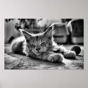 Schlafen Maine Coon Katze Schwarz und Weiß Poster
