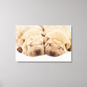 Schlafen mit zwei Shar Pei Welpen Leinwanddruck