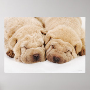 Schlafen mit zwei Shar Pei Welpen Poster