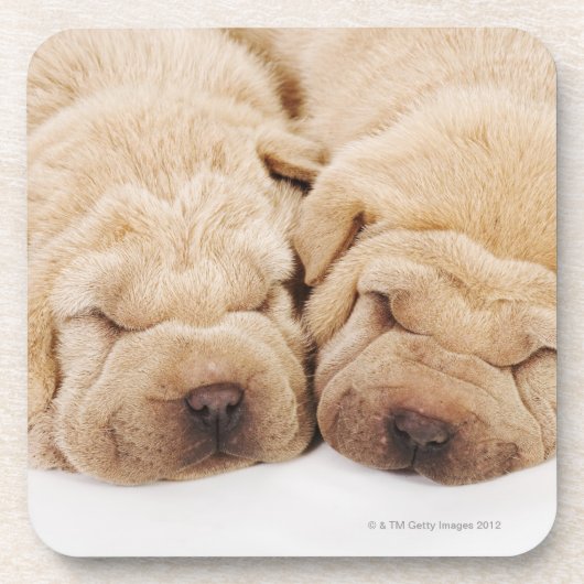 Schlafen mit zwei Shar Pei Welpen Untersetzer (Vorderseite)
