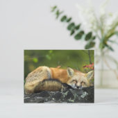 Schlafen Red Fox Postkarte (Stehend Vorderseite)