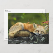 Schlafen Red Fox Postkarte (Vorne/Hinten)