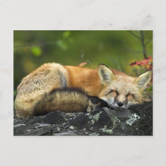 Schlafen Red Fox Postkarte (Vorderseite)