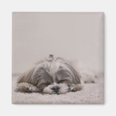 Schlafen Shih tzu Magnet, Schlafhund Magnet (Vorne)