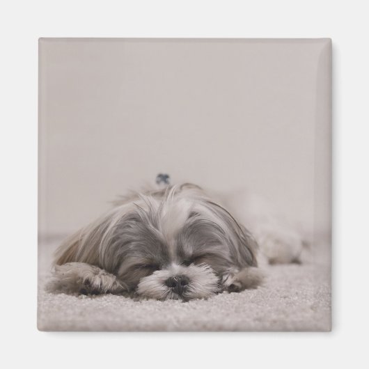 Schlafen Shih tzu Magnet, Schlafhund Magnet (Vorne)