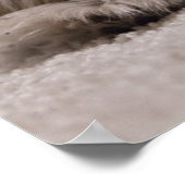 Schlafen Shih tzu Poster, Schlafhund Poster (Ecke)