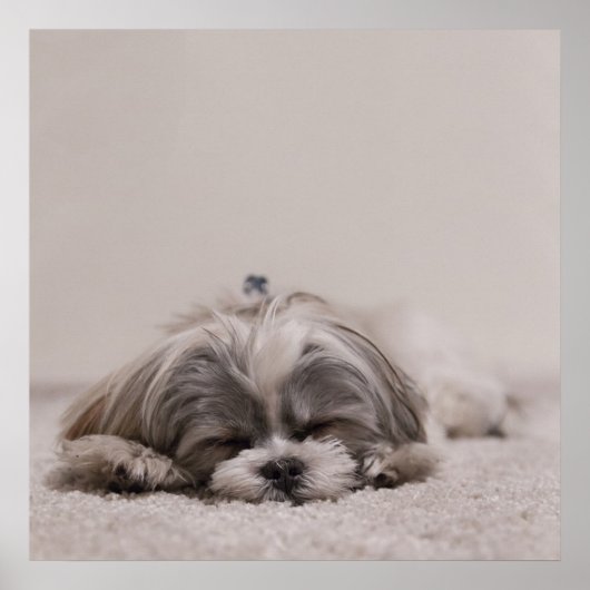 Schlafen Shih tzu Poster, Schlafhund Poster (Vorne)