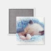 Schlafen Siamese Kitten Paws Magnet (Vorderseite/Rückseite)
