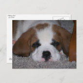Schlafen St. Bernard Welppy Postkarte (Vorne/Hinten)