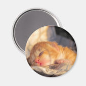Schlafen, süße Kitty Magnet (Vorderseite/Rückseite)